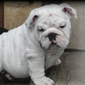 Meet your Posher, Shasta